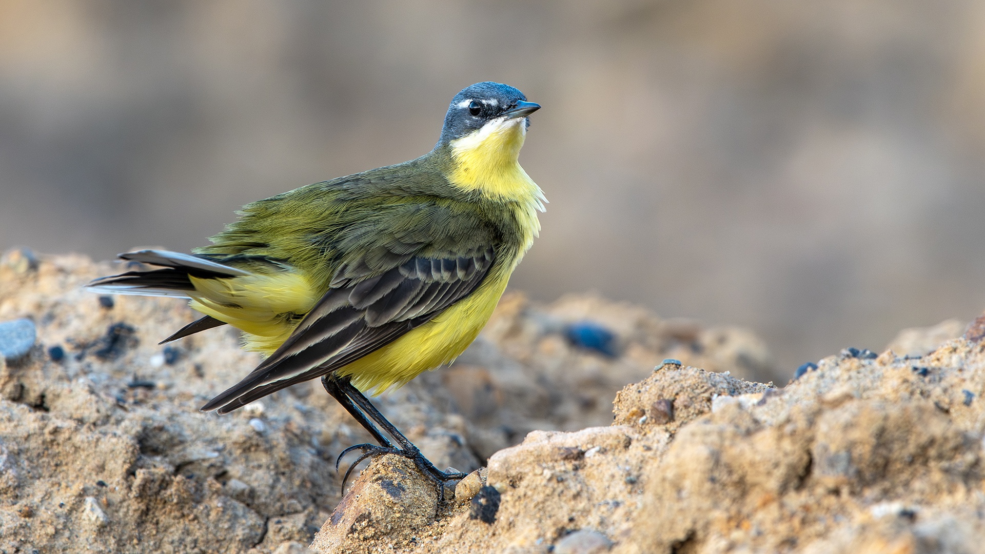 Western Yellow Wagtail